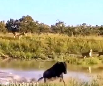فرار هوشمندانه یک گاومیش از چنگال چند شیر گشنه!