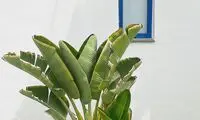 استرلیتزیا؛ گیاه عجیبی که محبوب شده است!