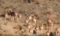  گله پرجمعیت گوسفندان وحشی در «توران»