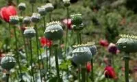 جزئیات تازه درباره کشت قانونی خشخاش در ایران