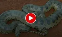 حمله هولناک یک مار سمی و اعدام یک کلاغ!