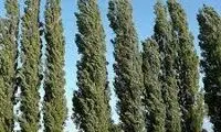 ویدئویی تماشایی از نجات جنگل با کمک آتش!