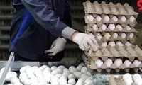 مرغ را گران‌تر از این قیمت نخرید!
