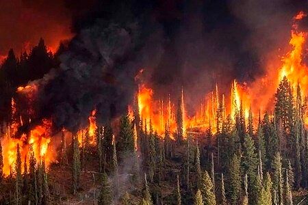 جنگل‌های مریوان در آتش زیاده‌خواهی سوخت