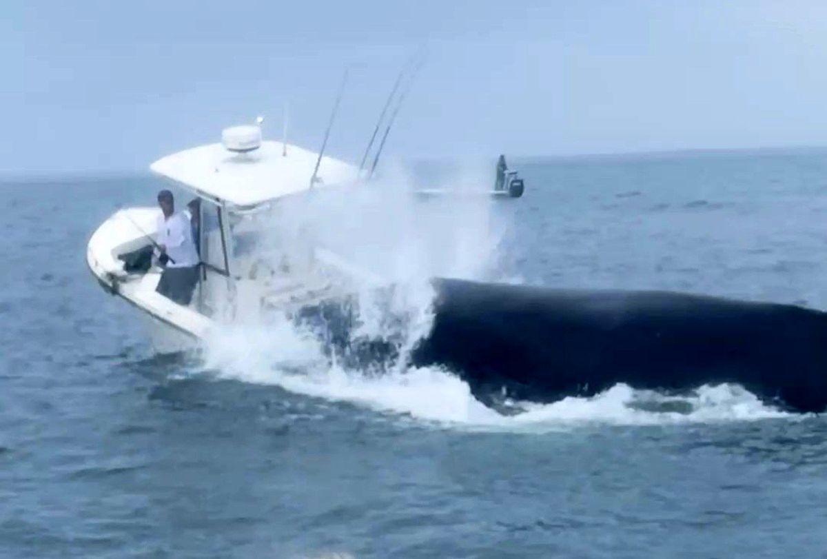 نهنگ غول‌پیکر با قایق ماهیگیری تصادف کرد