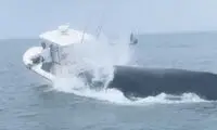 نهنگ غول‌پیکر با قایق ماهیگیری تصادف کرد