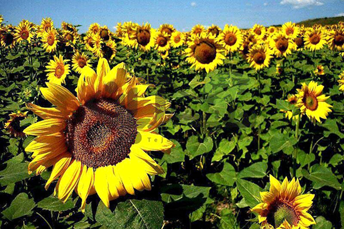 ایده جالب کشاورز سبزواری در جداکردن تخمه آفتابگردان