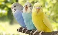 دیده شدن پرنده‌ای که گفته می‌شد ۱۴۲ سال پیش منقرض شده!