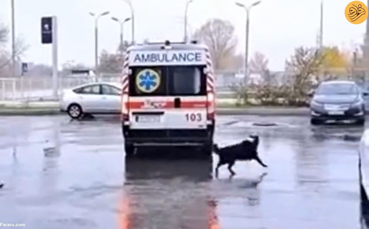 اصرار یک سگ برای سوار شدن به آمبولانس