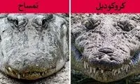 ۱۴ حیوانی که همیشه با هم اشتباه می‌گیرید و راه‌های تشخیص آن‌ها