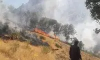 آتش‌سوزی عمدی جنگل‌ها در ۴ نقطه این استان