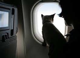 گربه بازیگوش هواپیمای مسافربری را به‌هم ریخت!