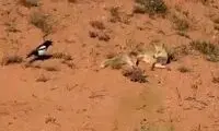 زاغ این بار از روباه گول نخورد