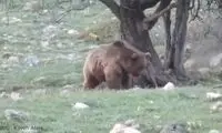 ویدئو بانمکی که از خرس مازندران شکار شد