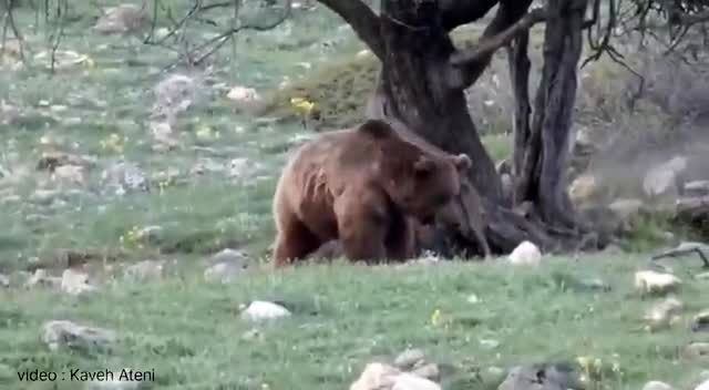 ویدئو بانمکی که از خرس مازندران شکار شد