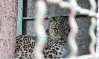 حال «ارس» تنها پلنگ باغ‌وحش مشهد مساعد نیست