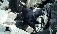 ببینید: دنده عقبِ خرس سیاه برای ورود به غار