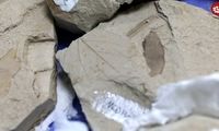 فسیل ترسناک‌ترین جانور دریایی در چین کشف شد