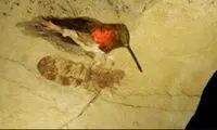 غول‌پیکرترین مورچه‌ای که روی زمین دیده شده