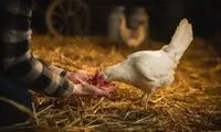 ژاپنی‌ها زبان مرغ‌ها را رمزگشایی کردند