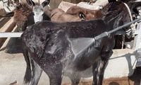 تصاویر عجیب از «کارواش خر» در تهران!
