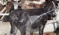 تصاویر عجیب از «کارواش خر» در تهران!