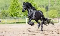 زیبایی این اسب هوش از سرتان می برد