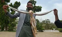 سیمبا، بزغاله‌ای با گوش‌های دراز