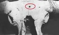 عجیب‌ترین جمجمه با قدمتی ۴۰هزار ساله 
