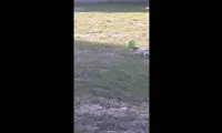 مهارت فوق‌العاده یک سگ در بازی با توپ