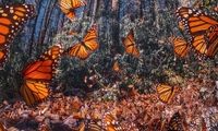 تصاویری حیرت‌انگیز از مهاجرت پروانه‌های نارنجی!