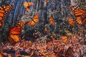 تصاویری حیرت‌انگیز از مهاجرت پروانه‌های نارنجی!