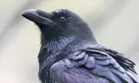 چرا کلاغ‌ها به انسان حمله می‌کنند؟