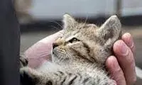 بازی خنده‌دار یک دختر جوان با گربه