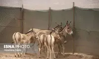تکذیب شایعه جنجالی درباره گورخرهای ایرانی