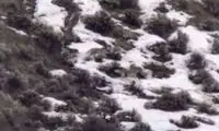 ببینید: گرگ‌هایی که خودی می‌کشند