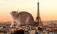 وحشت ورزشکاران المپیک از یک اتفاق عجیب: حمله موش‌ها! 
