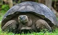 شکار حیرت انگیز لاک پشت توسط سمور