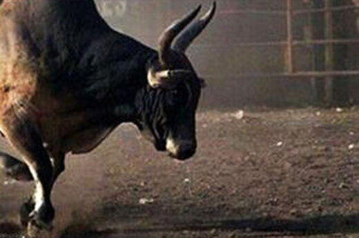 حمله ترسناک یک گاو به شهروندان در هندوستان