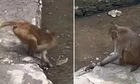 میمون بی‌رحم یک موش را در آب خفه کرد!
