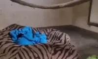 لحظه‌ای عاشقانه و احساسی از تقابل شامپانزه مادر و نوزاد مرده‌اش!