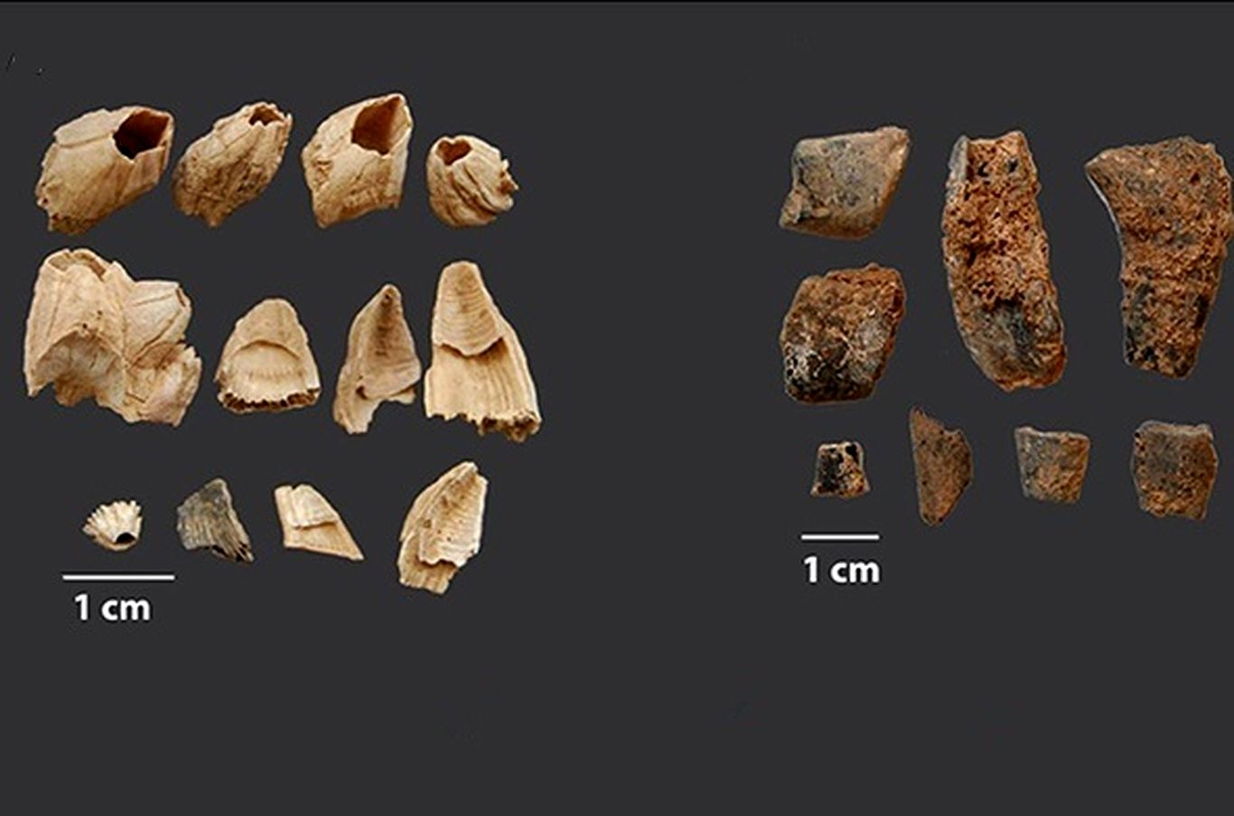 نئاندرتال‌ها ۹۰هزار سال قبل شام چه می‌خوردند؟!
