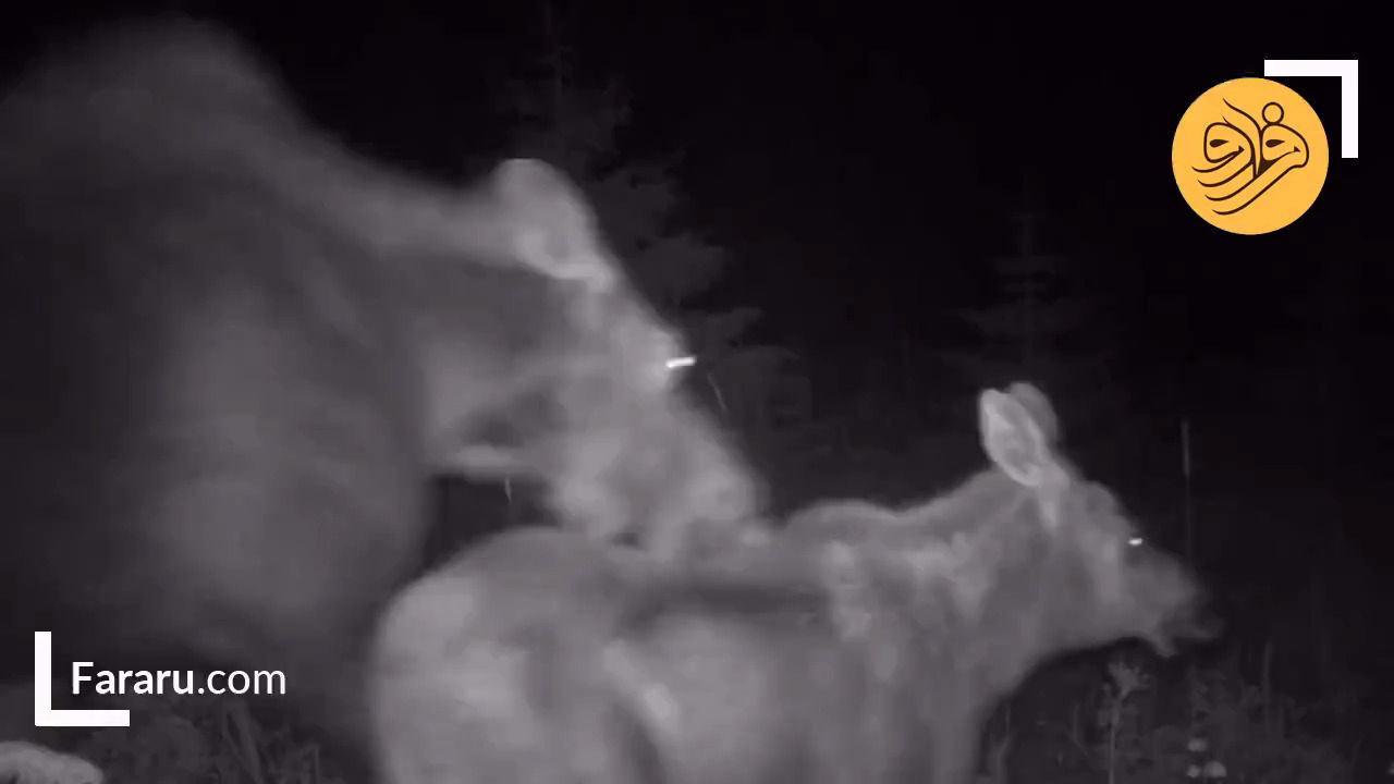 اتحاد خرس و گرگ برای شکار گوزن مادر و بچه‌اش