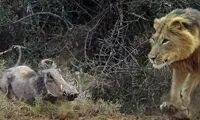  گراز بیچاره با دیدن شیرها یخ زد و شکار شد!