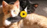 دویدن عجیب یک بچه گربه به سبک خرگوش