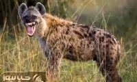 عکس جالب شکار شده از کفتار راه‌راه ایرانی