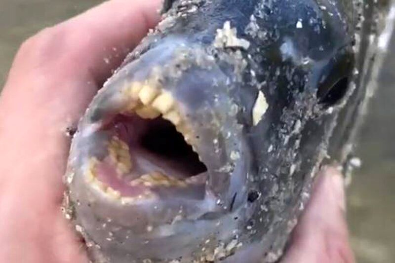 صید  یک موجود دریایی عجیب به نام خر ماهی!