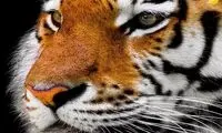 ببرِ آدم‌خوار کشته شد