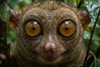 عجیب‌ترین صورت‌ها در دنیای حیوانات و راز بقای آن‌ها