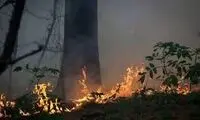 اقدام این مرد در شمال ایران دل مردم را لرزاند